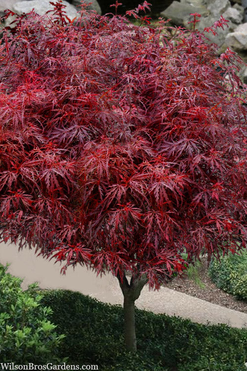  Scarlet Princess Dwarf Japanese Maple - Tree Form - 3 Gallon Pot