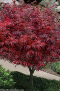  Scarlet Princess Dwarf Japanese Maple - Tree Form - 3 Gallon Pot
