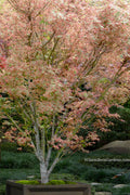  Beni Schichihenge Japanese Maple - 5 Gallon Pot