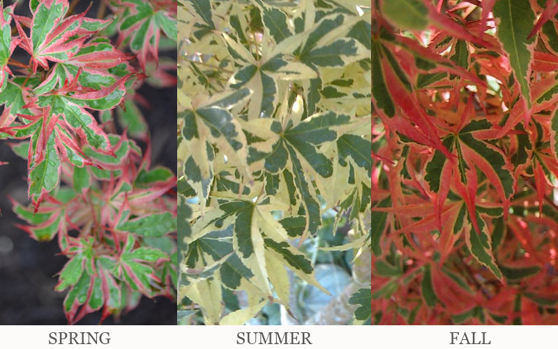  Beni Schichihenge Japanese Maple - 5 Gallon Pot