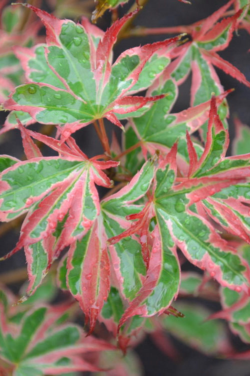  Beni Schichihenge Japanese Maple - 5 Gallon Pot