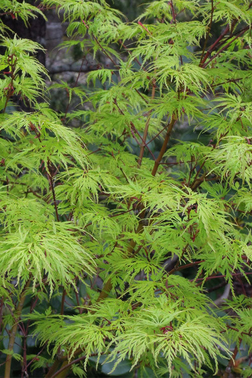  Seiryu Japanese Maple - 3 Gallon Pot (4-5')