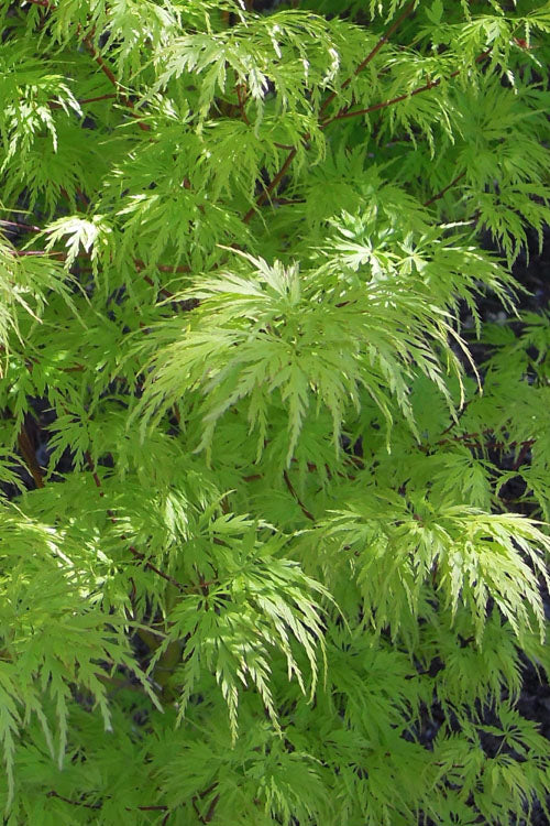  Seiryu Japanese Maple - 2 Gallon Pot (4.5-5')