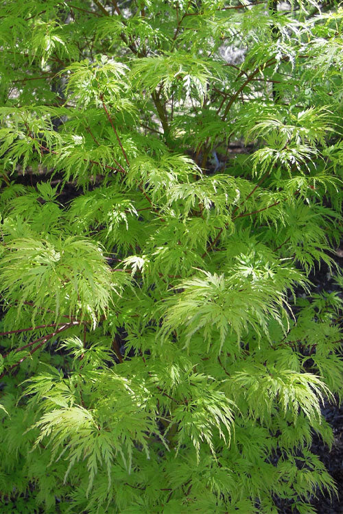  Seiryu Japanese Maple - 2 Gallon Pot (4.5-5')
