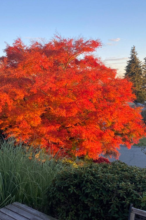  Seiryu Japanese Maple - 2 Gallon Pot (4.5-5')