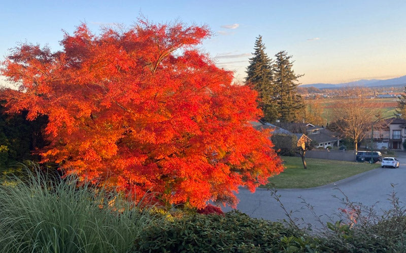  Seiryu Japanese Maple - 3 Gallon Pot (4-5')
