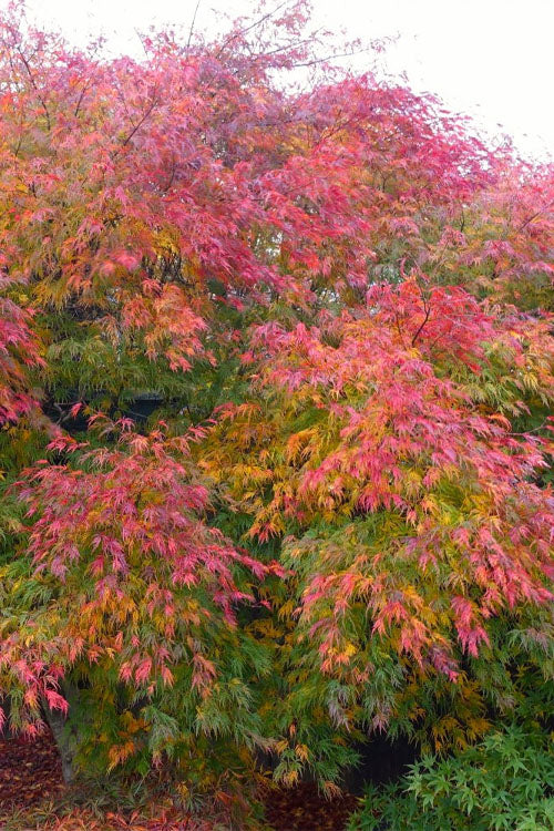  Seiryu Japanese Maple - 3 Gallon Pot (4-5')