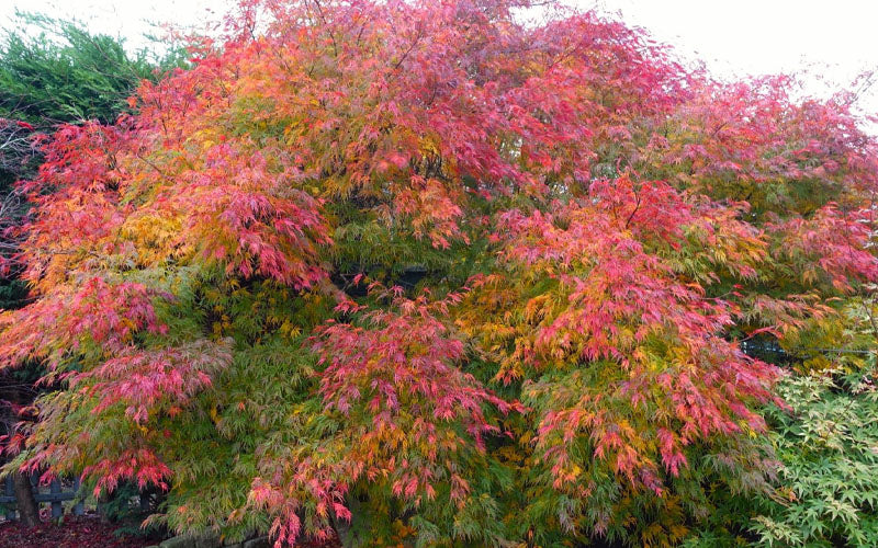  Seiryu Japanese Maple - 7 Gallon Pot (5-6')