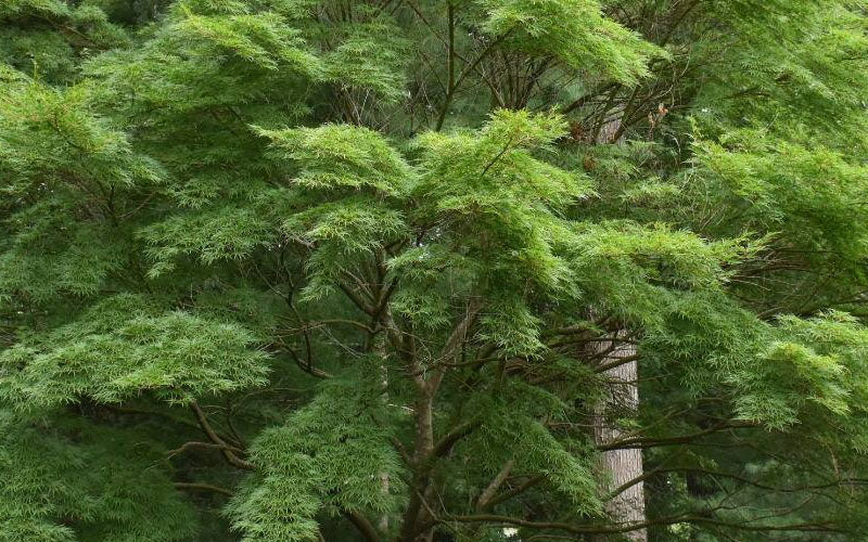  Seiryu Japanese Maple - 7 Gallon Pot (5-6')