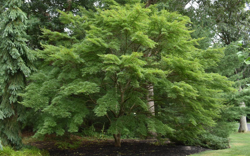  Seiryu Japanese Maple - 2 Gallon Pot (4.5-5')