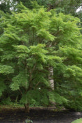 Seiryu Japanese Maple - 7 Gallon Pot (5-6')