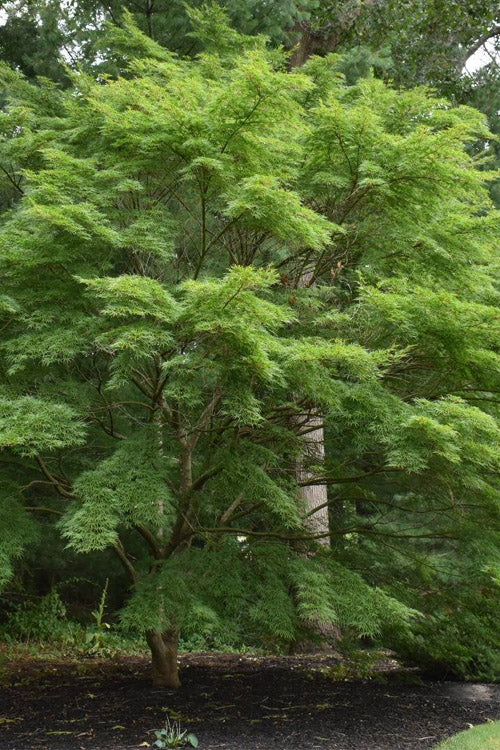  Seiryu Japanese Maple - 7 Gallon Pot (5-6')
