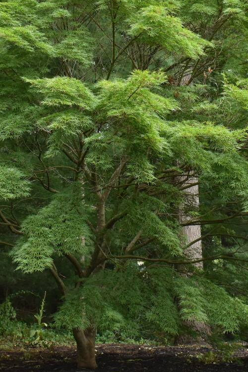  Seiryu Japanese Maple - 3 Gallon Pot (3-4')