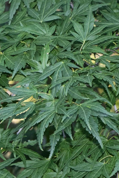  Seiun Kaku Japanese Maple - 1 Gallon Pot