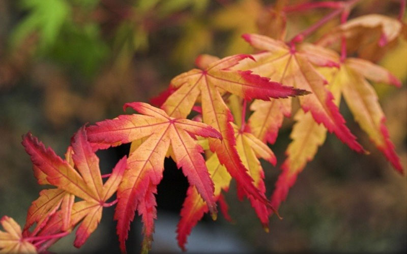  Seiun Kaku Japanese Maple - 2 Gallon Pot