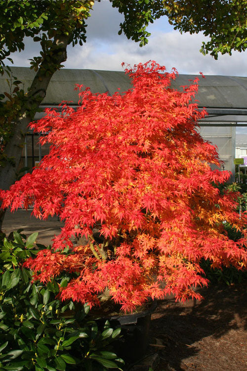 Seiun Kaku Japanese Maple - 2 Gallon Pot