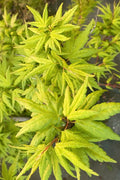  Seiun Kaku Japanese Maple - 1 Gallon Pot