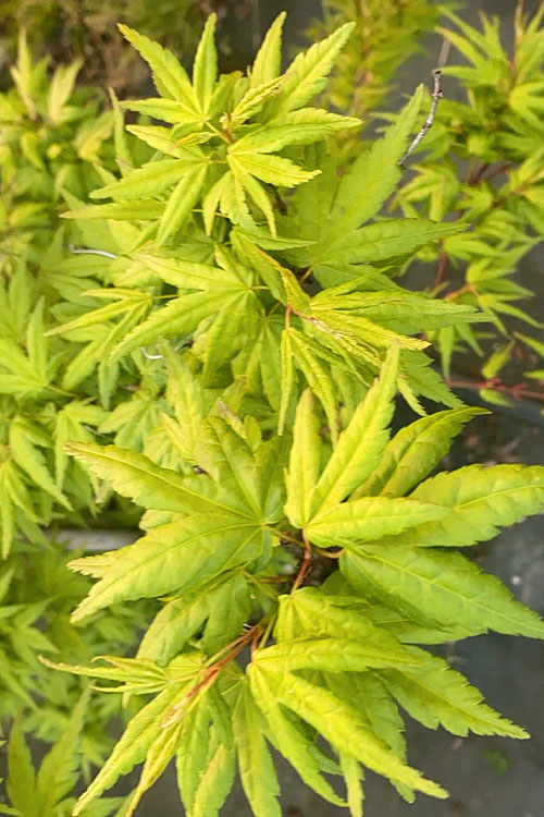  Seiun Kaku Japanese Maple - 1 Gallon Pot