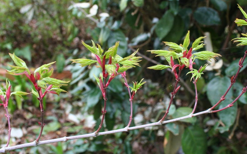  Seiun Kaku Japanese Maple - 2 Gallon Pot