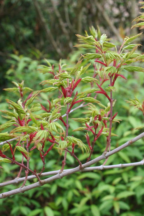  Seiun Kaku Japanese Maple - 2 Gallon Pot