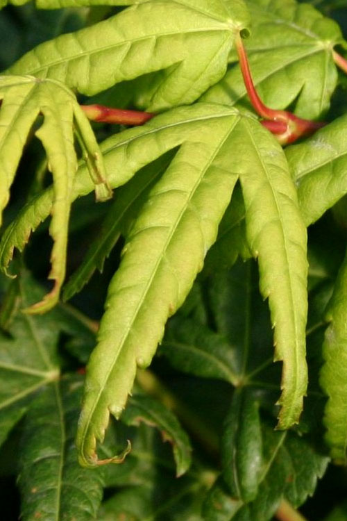  Seiun Kaku Japanese Maple - 2 Gallon Pot