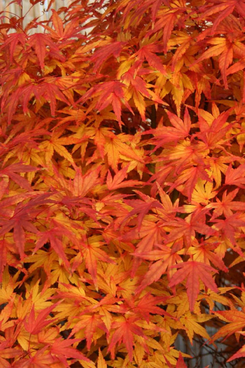  Seiun Kaku Japanese Maple - 1 Gallon Pot