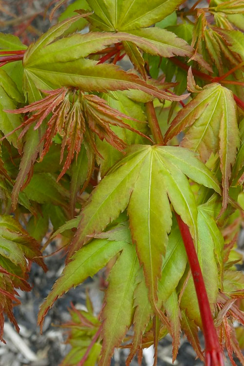 Sekka Yatsubusa Japanese Maple - 3 Gallon Pot