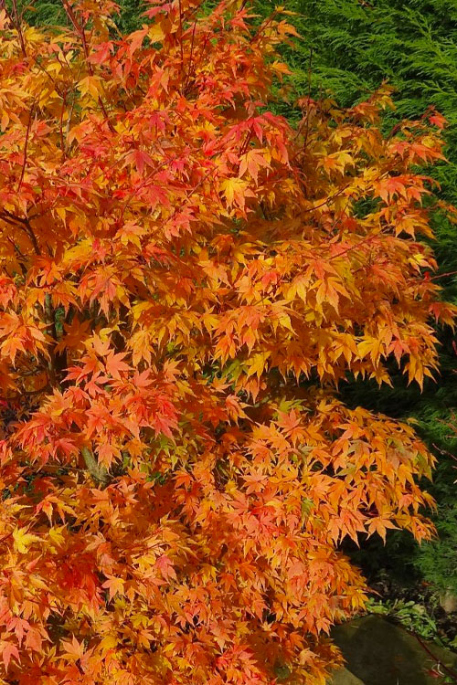  Sekka Yatsubusa Japanese Maple - 3 Gallon Pot