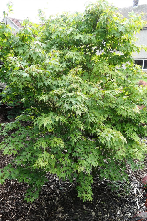  Sekka Yatsubusa Japanese Maple - 3 Gallon Pot