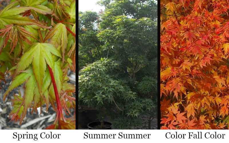  Sekka Yatsubusa Japanese Maple - 3 Gallon Pot
