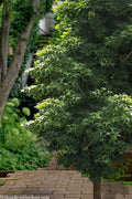  Sekka Yatsubusa Japanese Maple - 3 Gallon Pot