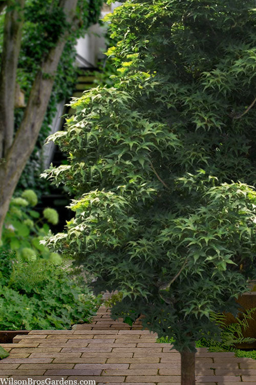  Sekka Yatsubusa Japanese Maple - 3 Gallon Pot