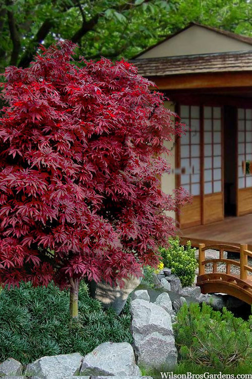  Shaina Dwarf Red Japanese Maple - 7 Gallon Pot (3.5 To 4.5')