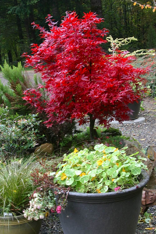  Shaina Dwarf Red Japanese Maple (Single Trunk Tree Form) - 5 Gallon Pot