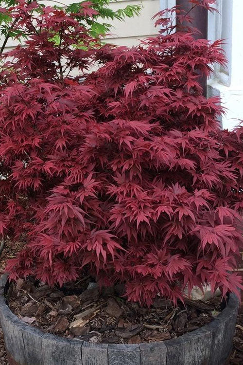  Shaina Dwarf Red Japanese Maple - 1 Gallon Pot