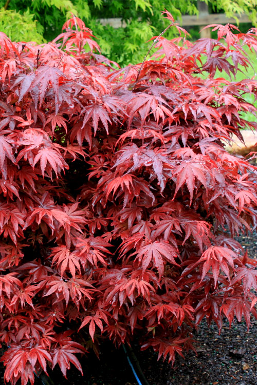  Shaina Dwarf Red Japanese Maple (Single Trunk Tree Form) - 5 Gallon Pot