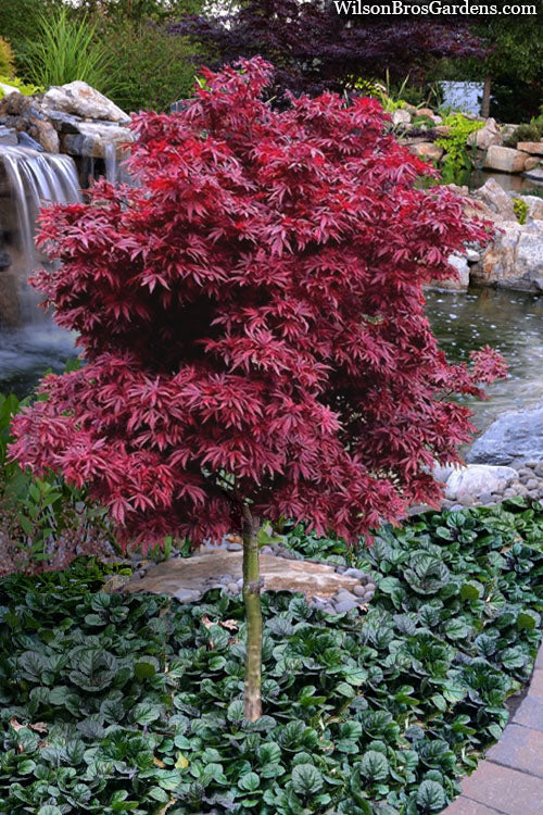  Shaina Dwarf Red Japanese Maple (Single Trunk Tree Form) - 5 Gallon Pot
