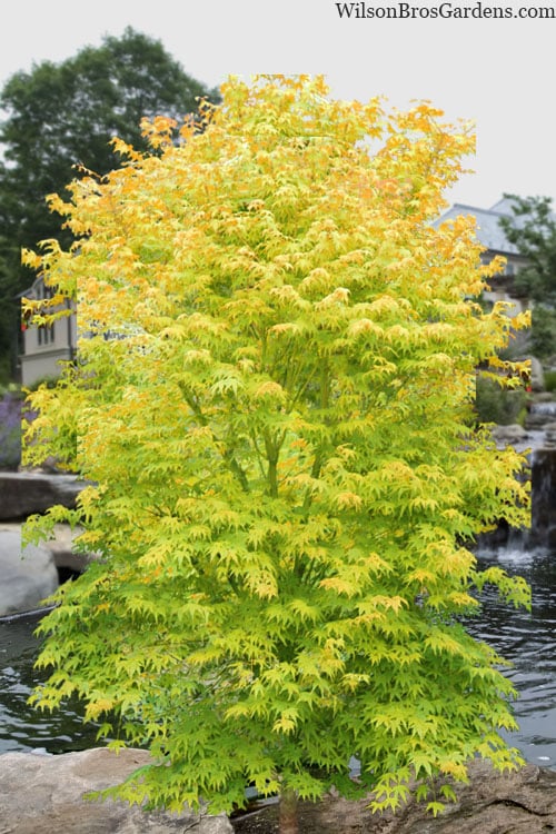  Shidava Gold Japanese Maple - 3 Gallon Pot