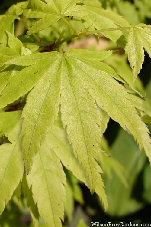  Shidava Gold Japanese Maple - 3 Gallon Pot