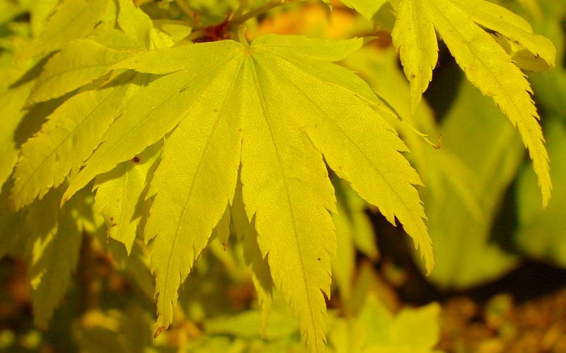  Shidava Gold Japanese Maple - 3 Gallon Pot