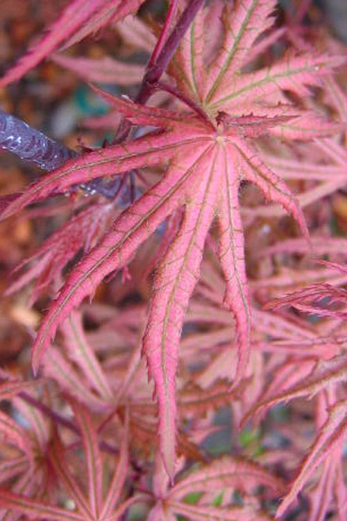  Aka Shigitatsu Sawa Japanese Maple - 1 Gallon Pot
