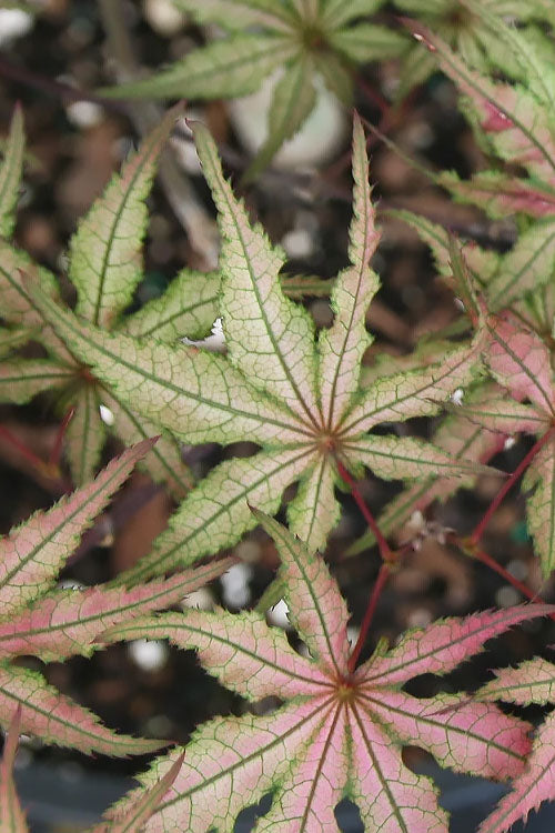  Shigitatsu Sawa Japanese Maple - 5 Gallon Pot