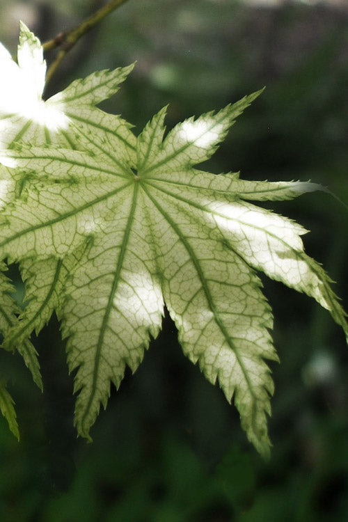  Shigitatsu Sawa Japanese Maple - 5 Gallon Pot