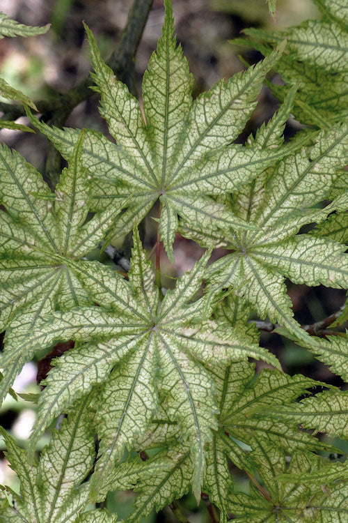  Shigitatsu Sawa Japanese Maple - 5 Gallon Pot