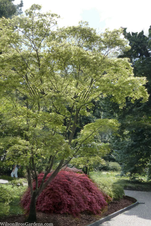 Shigitatsu Sawa Japanese Maple - 5 Gallon Pot