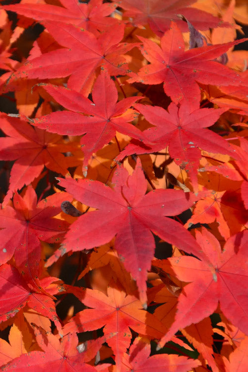  Shindeshojo Japanese Maple - 1 Gallon Pot