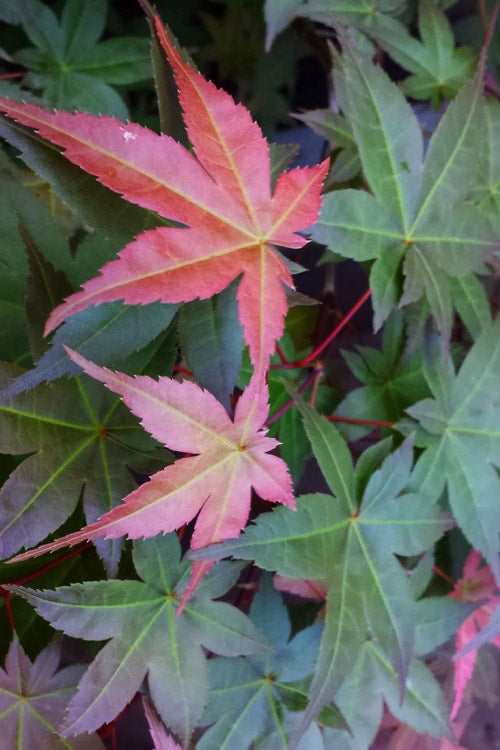  Shindeshojo Japanese Maple - 1 Gallon Pot