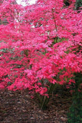  Shindeshojo Japanese Maple - 1 Gallon Pot