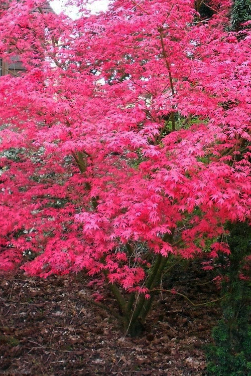  Shindeshojo Japanese Maple - 5 Gallon Pot (2-3')
