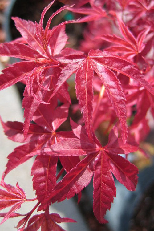  Shindeshojo Japanese Maple - 5 Gallon Pot (5-6')
